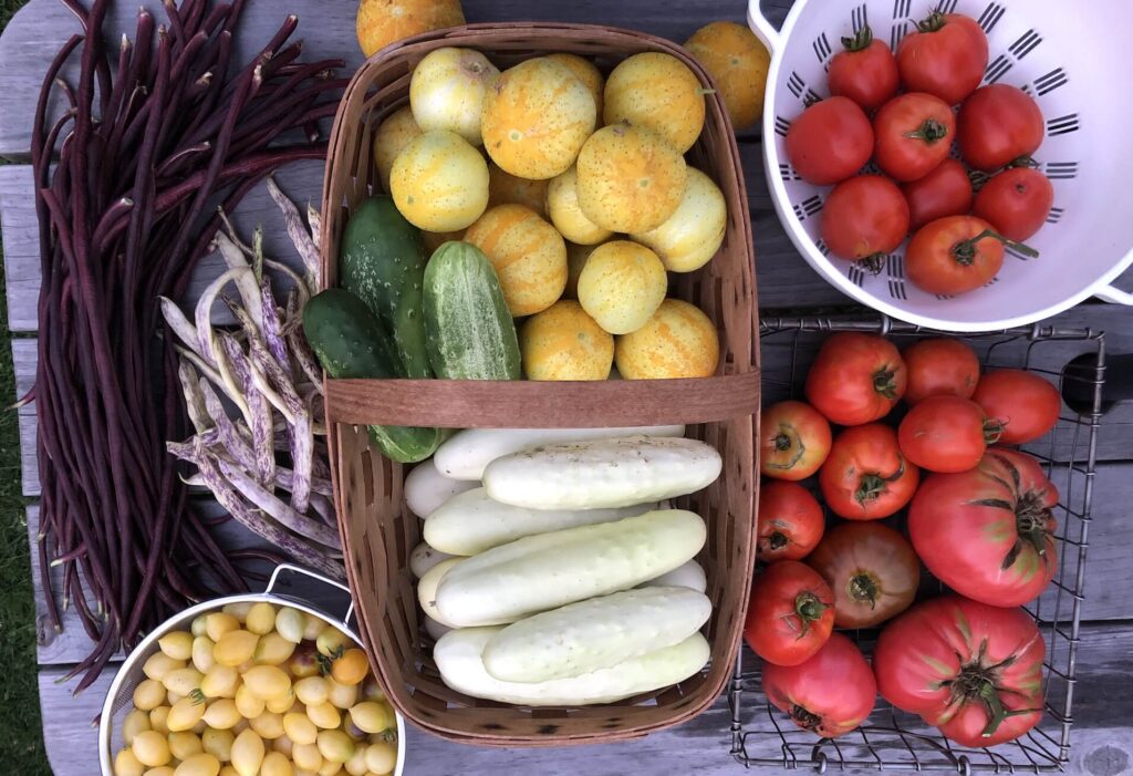 a varied harvest of tomatoes and cucmbers