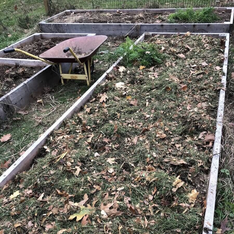 raised garden beds mulched with grass clippings and leaves