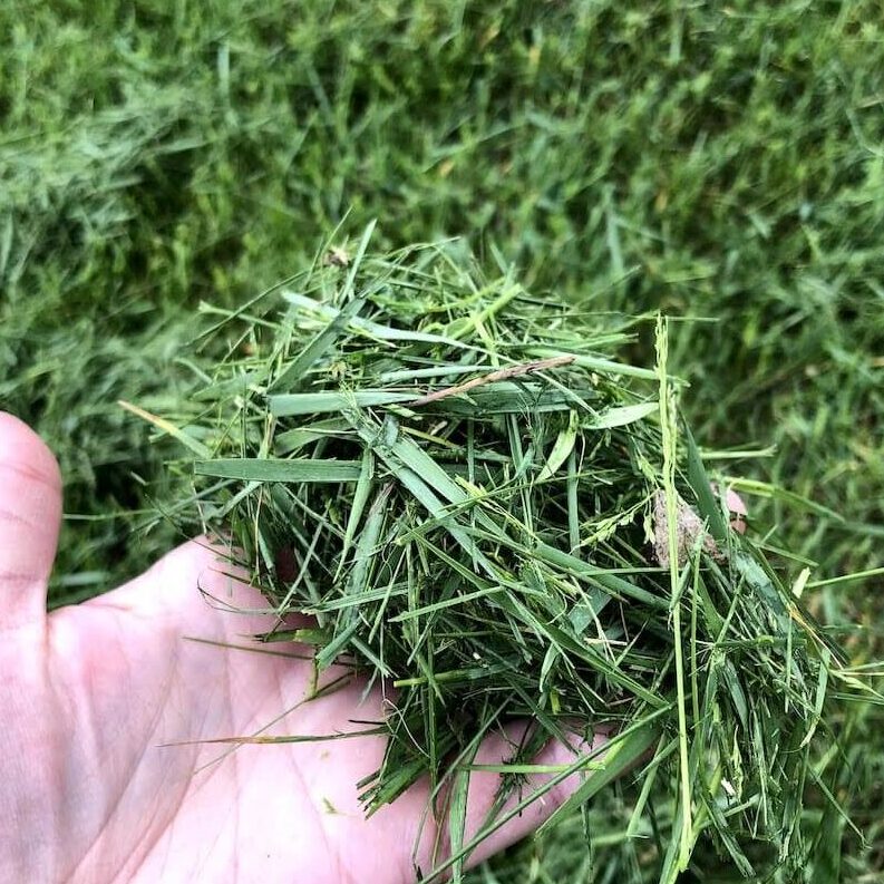 grass clippings as mulch