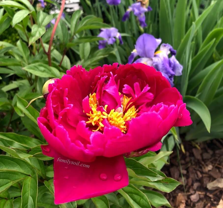 perennial bright pink peony bloom and purple irises in background