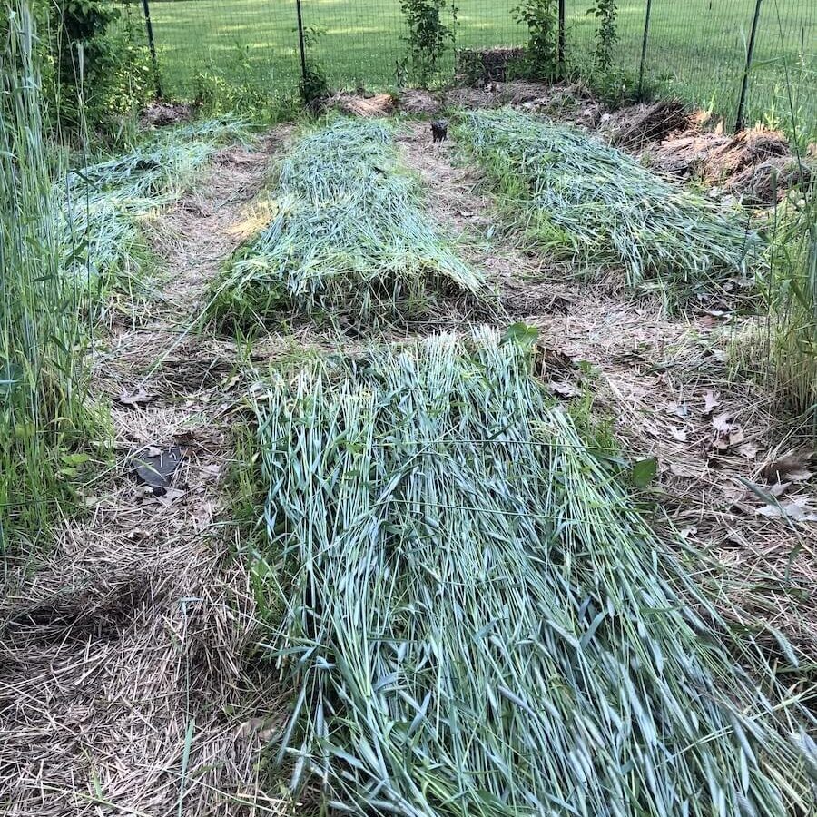 winter rye cover crop mulch