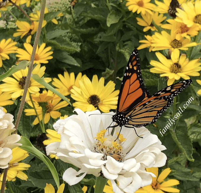 monarch butterfly on annual polar bear zinnia